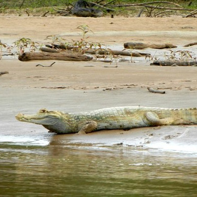 caimans in Manu National Park